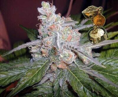 BC Bud Depot - The Purps (fem.) 07781