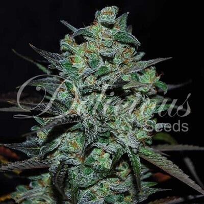 Delicious Seeds - Northern Light Blue THC-FREE (fem.) 07785