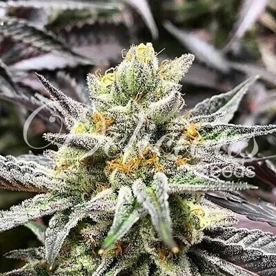 Delicious Seeds - Delicious Cookies (fem.) 07788