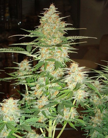 DNA Genetics - 60 Day Wonder (auto/fem.)