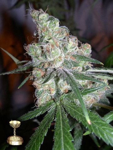 DNA Genetics - Chocolope (fem.)