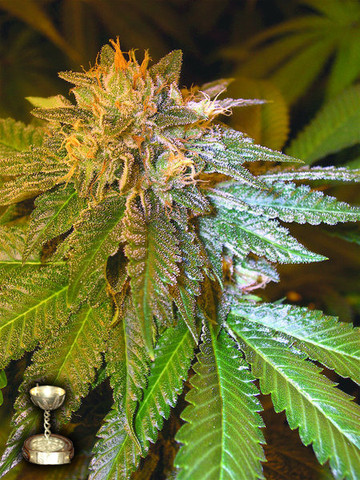 DNA Genetics - L.A. Confidential (fem.)