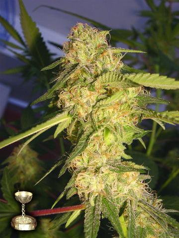 DNA Genetics - ReCon (fem.)