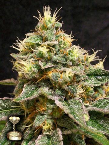 Reserva privada (DNA Genetics Seeds) - Confidential Cheese (fem.)