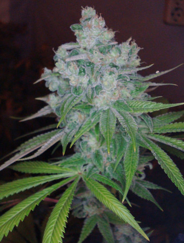DNA Genetics - Kandy Kush X Skunk (reg.)