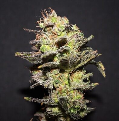 R-Kiem Seeds - Icer (fem.) 02346