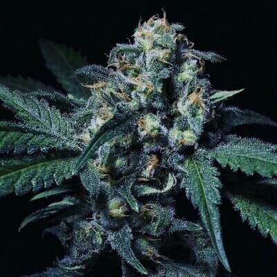 R-Kiem Seeds - Negra 44 (fem.) 02360