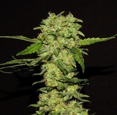 R-Kiem Seeds - Portela (fem.) 02347