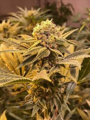 R-Kiem Seeds - R-Kiem (reg.) 03491