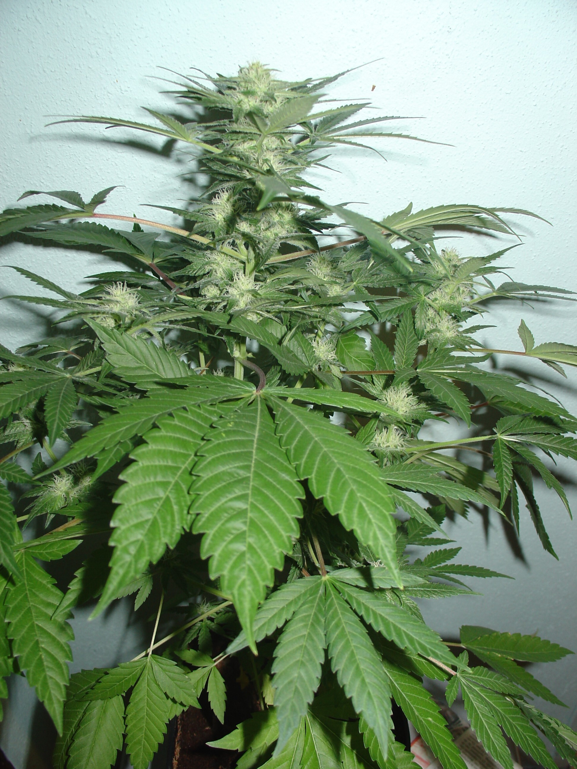 Homegrown Fantaseeds - Top 44 (fem.)