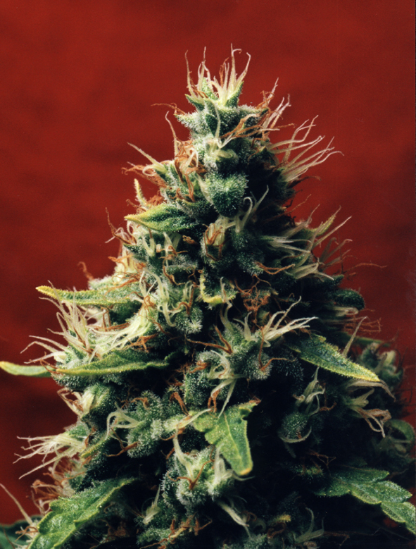 Homegrown Fantaseeds - Top 44 (fem.)