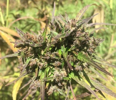 Ace Seeds - Hokkaido Japan Hemp (reg.) 06281