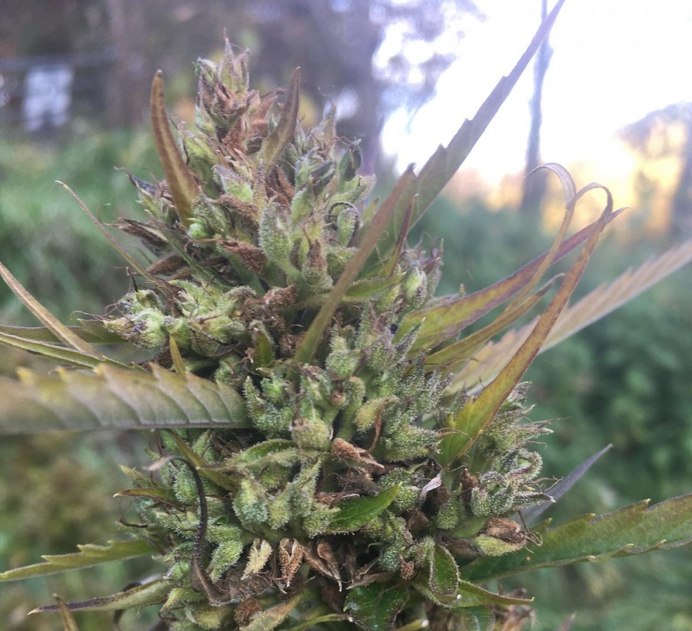 Ace Seeds - Hokkaido Japan Hemp (reg.)