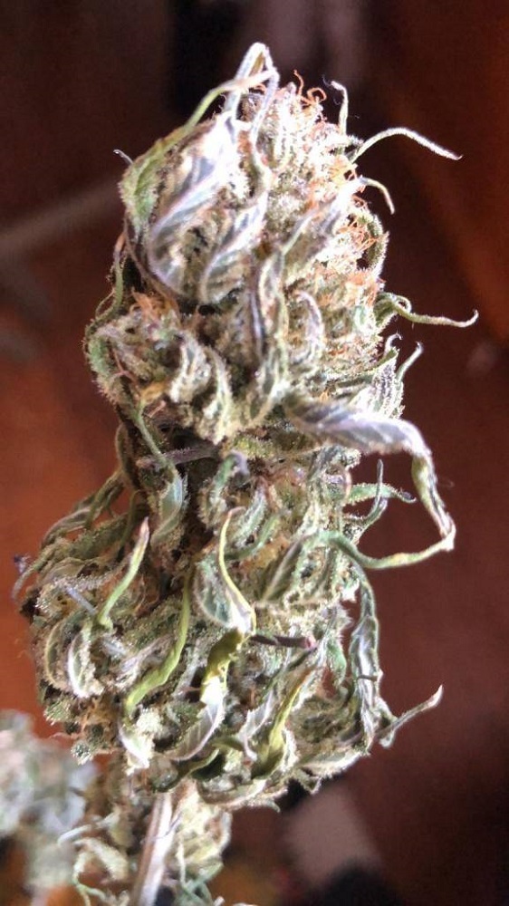 Ace Seeds - Hokkaido Japan Hemp (reg.)