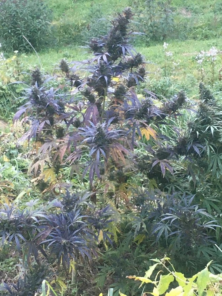 Ace Seeds - Hokkaido Japan Hemp (reg.)