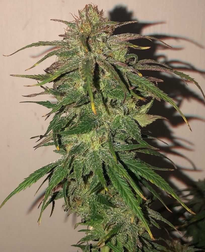 Ace Seeds - Hokkaido Japan Hemp (reg.)