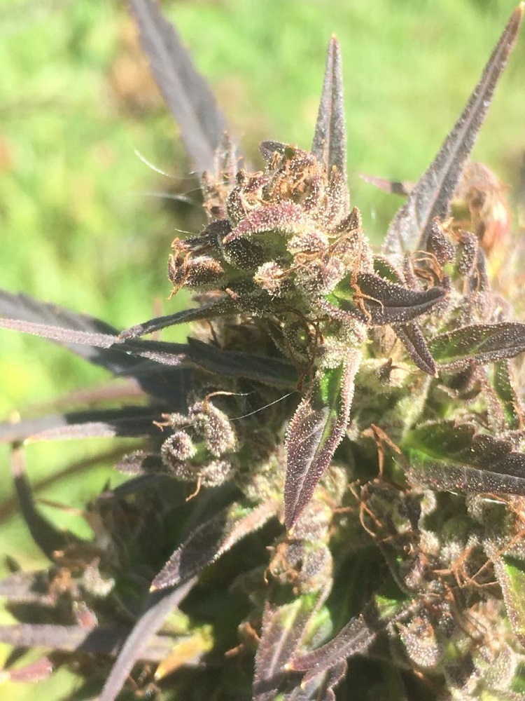 Ace Seeds - Hokkaido Japan Hemp (reg.)