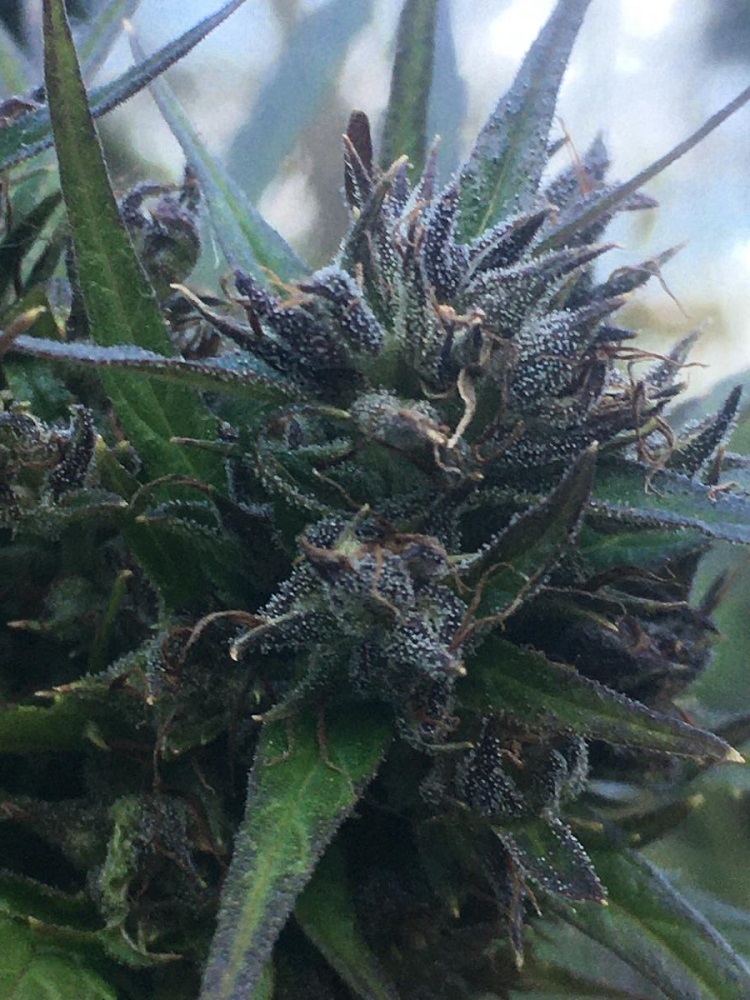 Ace Seeds - Hokkaido Japan Hemp (reg.)