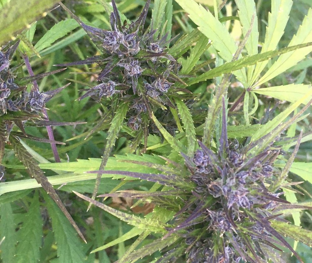 Ace Seeds - Hokkaido Japan Hemp (reg.)