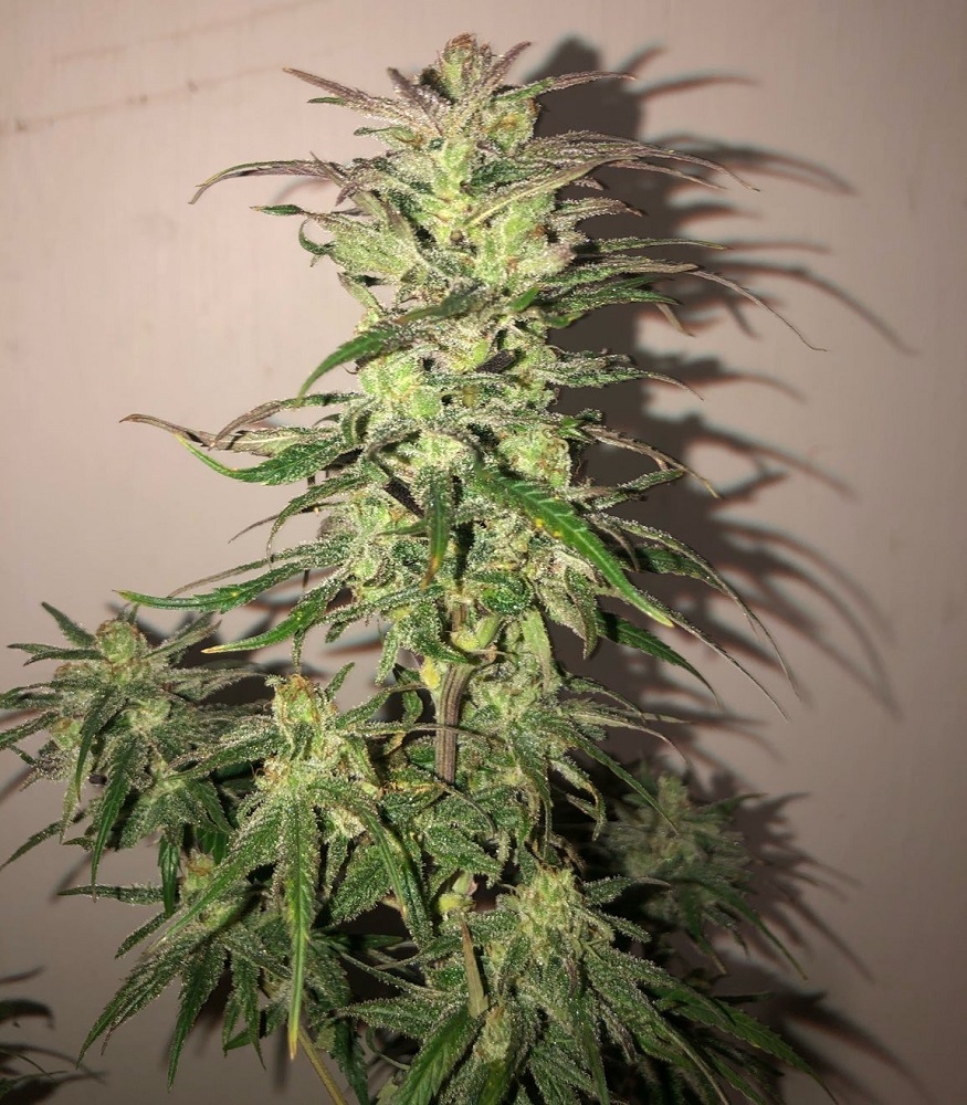 Ace Seeds - Hokkaido Japan Hemp (reg.)