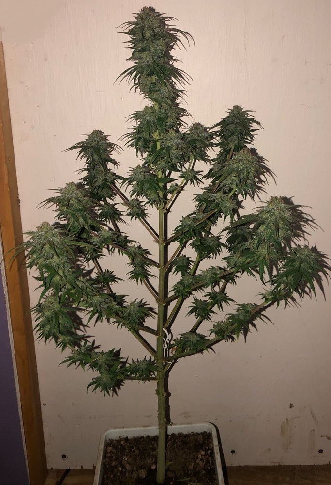 Ace Seeds - Hokkaido Japan Hemp (reg.)