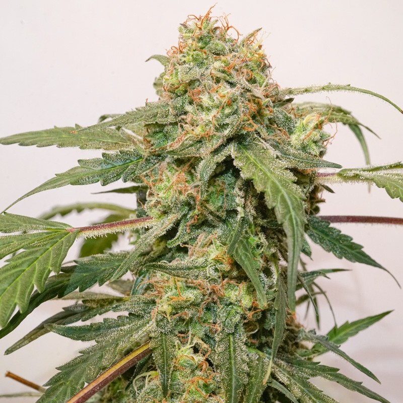 Dutch Passion - Auto Kerosene Krash (auto/fem.)