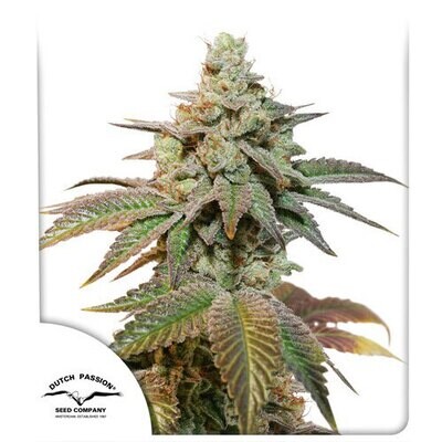Dutch Passion - Auto Kerosene Krash (auto/fem.) 07811