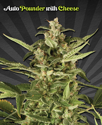 Auto Seeds - Auto Pounder with Cheese (auto/fem.)