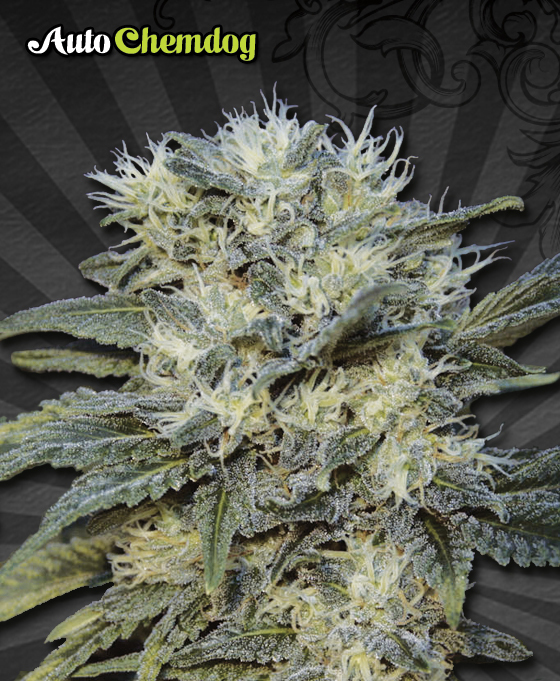 Auto Seeds - Auto Chemdog (auto/fem.)