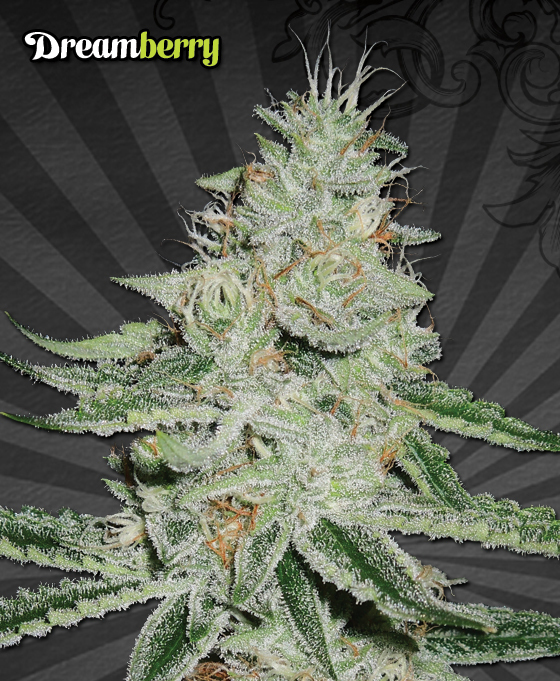 Auto Seeds - Dreamberry (auto/fem.)