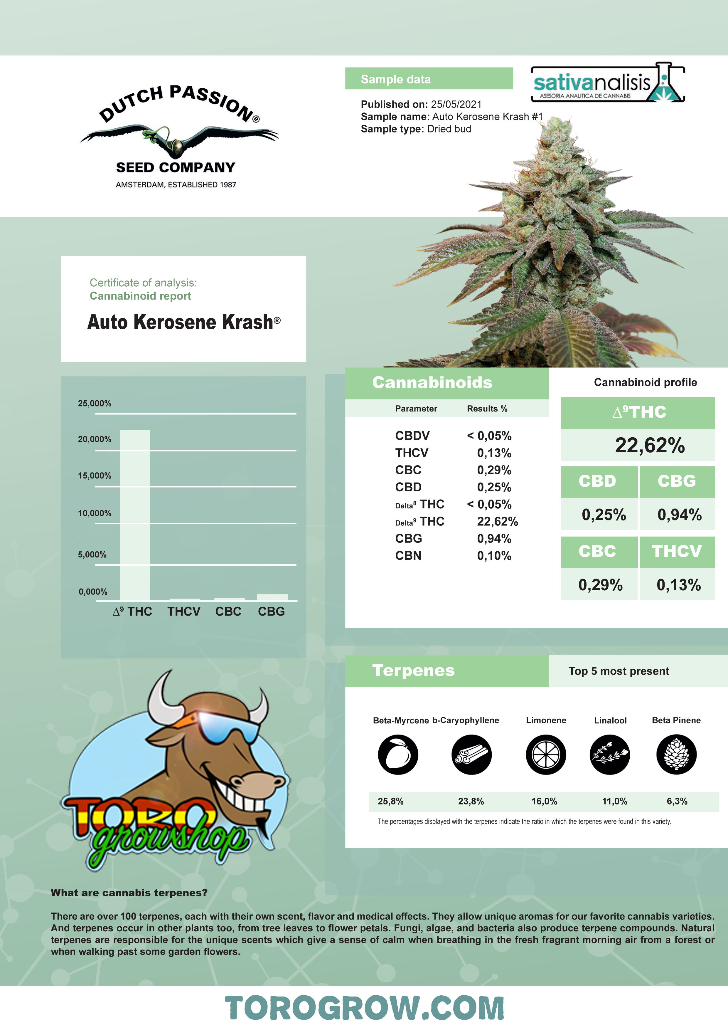 Dutch Passion - Auto Kerosene Krash (auto/fem.)