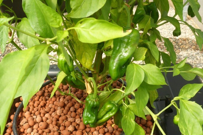 Система гидропоники Flo-Gro 510 (базовый комплект)
