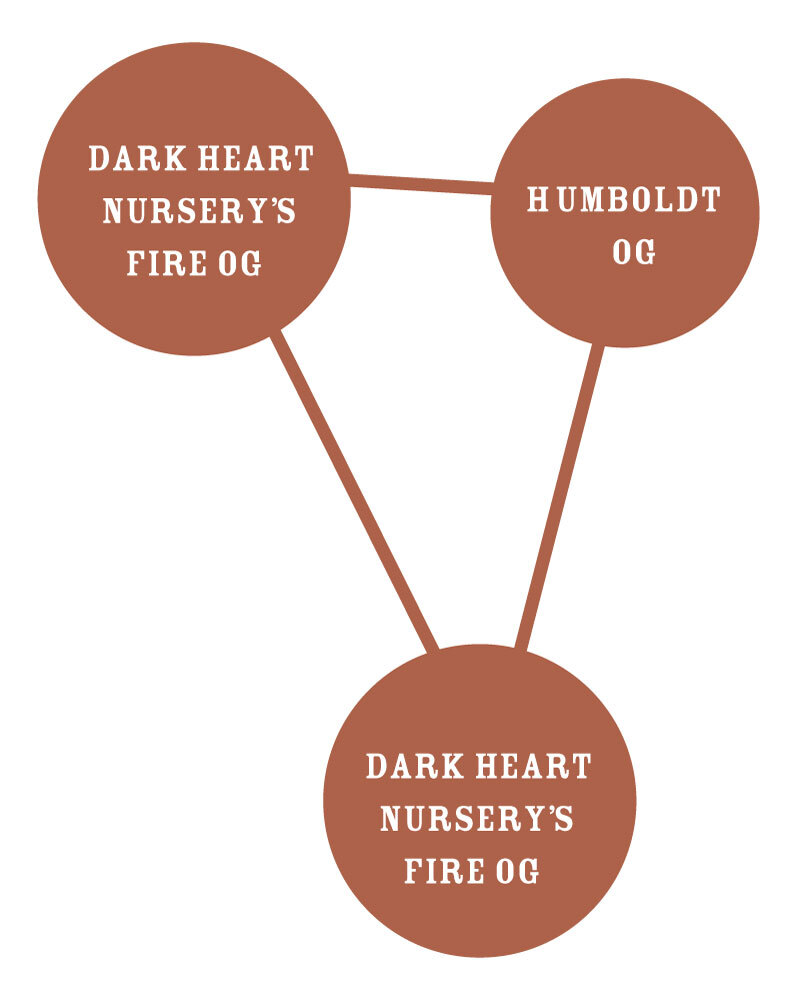 Humboldt Seed Company - Emerald Fire OG (reg.) 🇺🇸