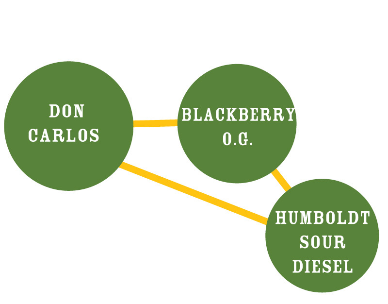 Humboldt Seed Company - Don Carlos (reg.)