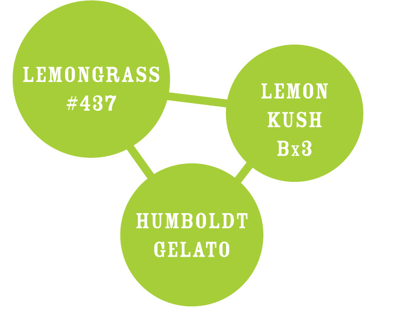 Humboldt Seed Company - Lemongrass (fem.)