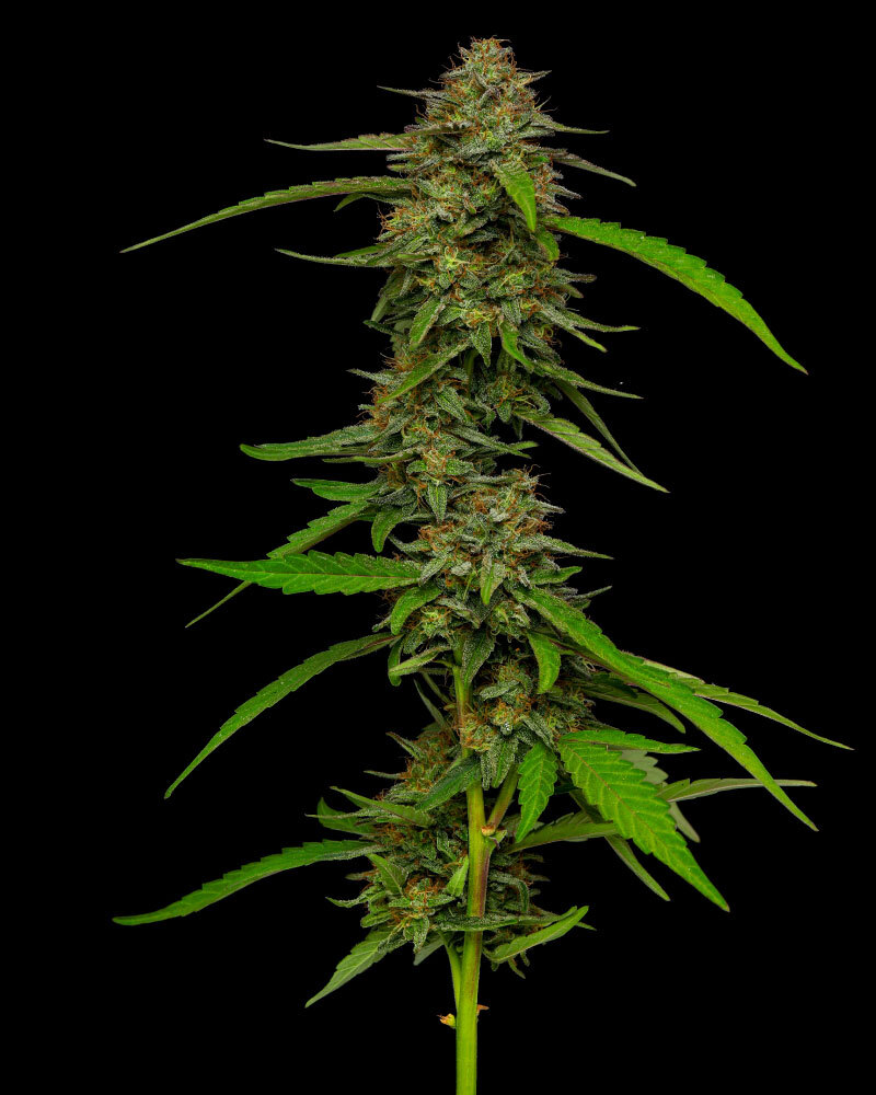 Humboldt Seed Company - Strawberry Cheesecake (fem.) 🇺🇸