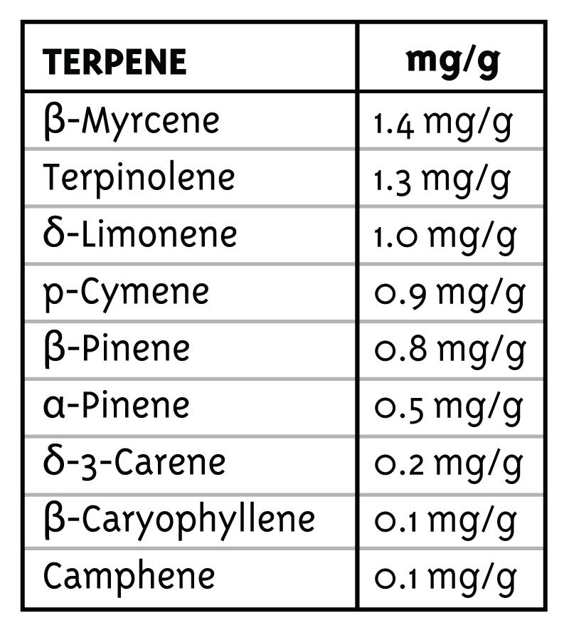 Humboldt Seed Company - Trainwreck Auto (auto/fem.) 🇺🇸