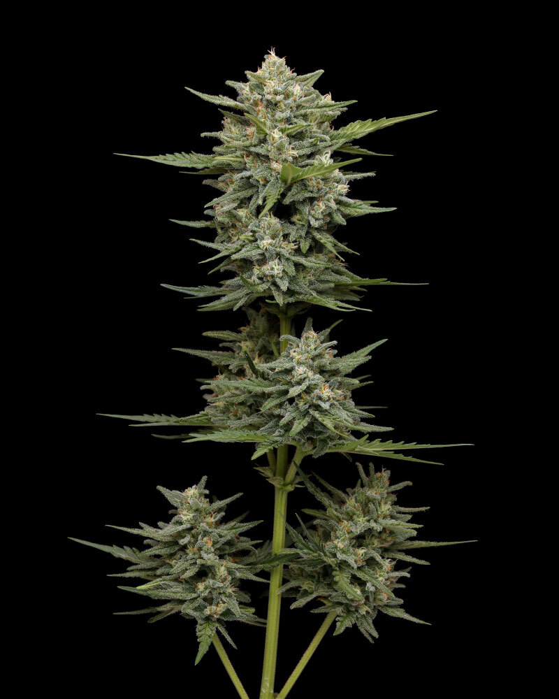 Humboldt Seed Company - Vanilla Latte Auto (auto/fem.) 🇺🇸