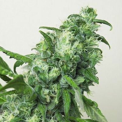 House of the Great Gardener - Digweed (fem.) 07874