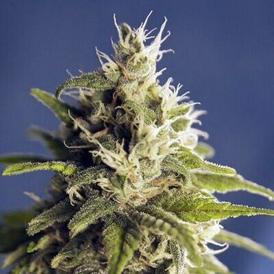 House of the Great Gardener - Ghani AF aka GG1 (fem.) 07875