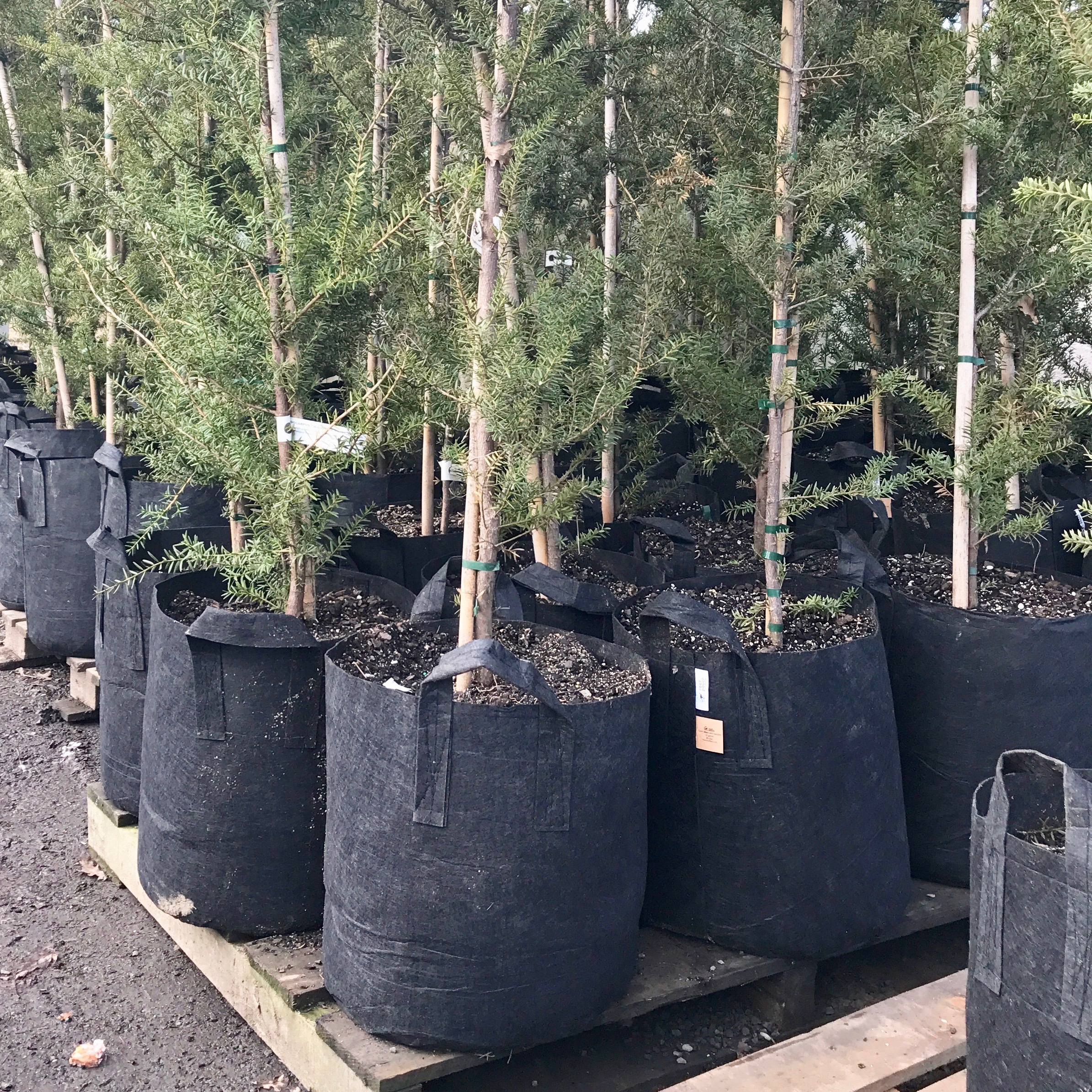 Дышащие горшки Root pouch Black для долгого выращивания растений