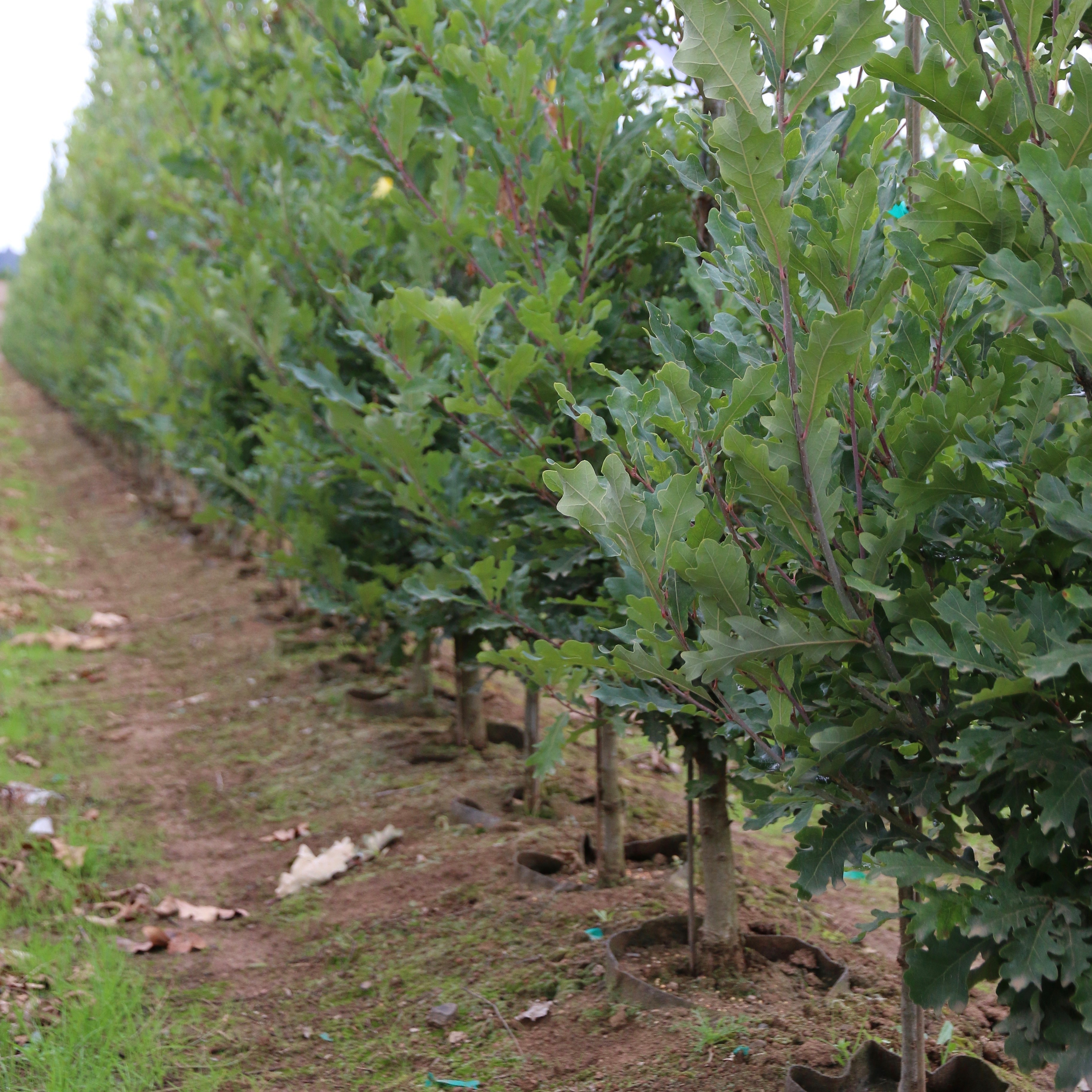 Дышащие горшки Root pouch Black для долгого выращивания растений