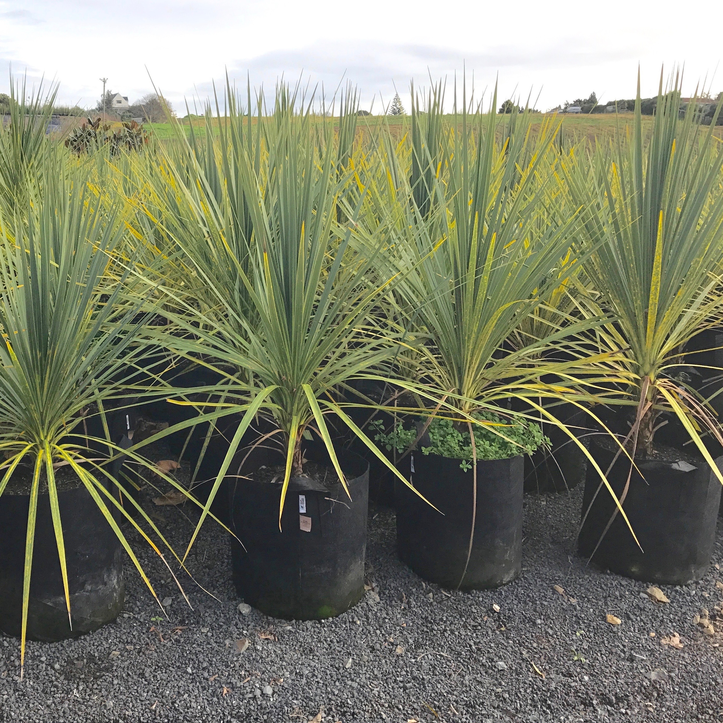 Дышащие горшки Root pouch Black для долгого выращивания растений