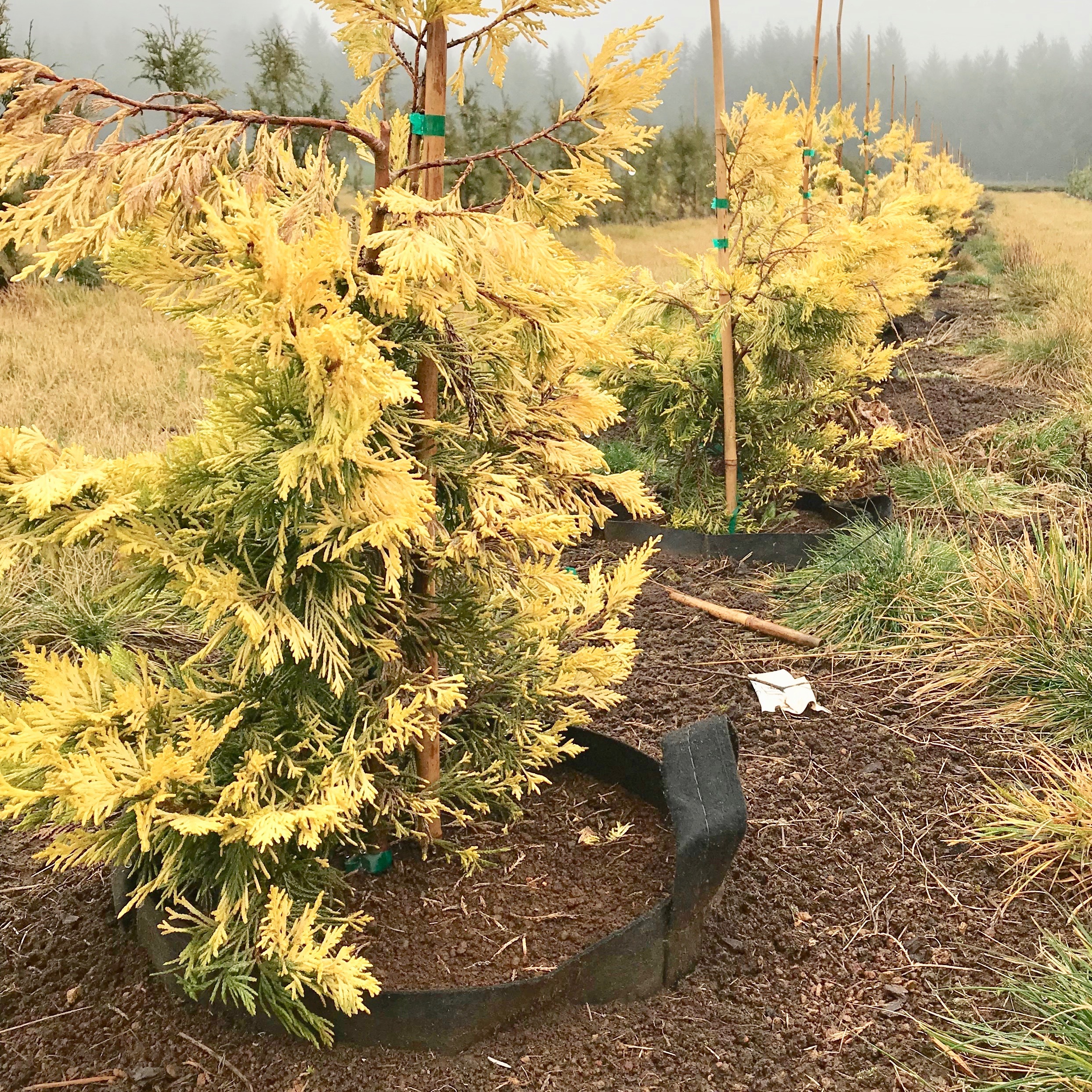 Дышащие горшки Root pouch Black для долгого выращивания растений