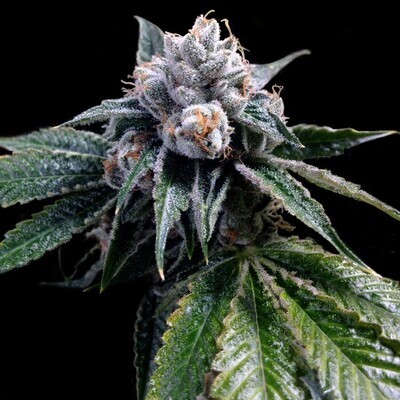 Grow Your Own (DNA Genetics) - Lemon Walker (fem.) 02708