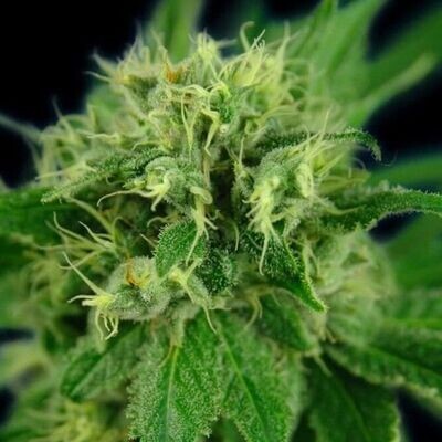House of the Great Gardener - Jack Eh aka Jack Herer (fem.) 07882
