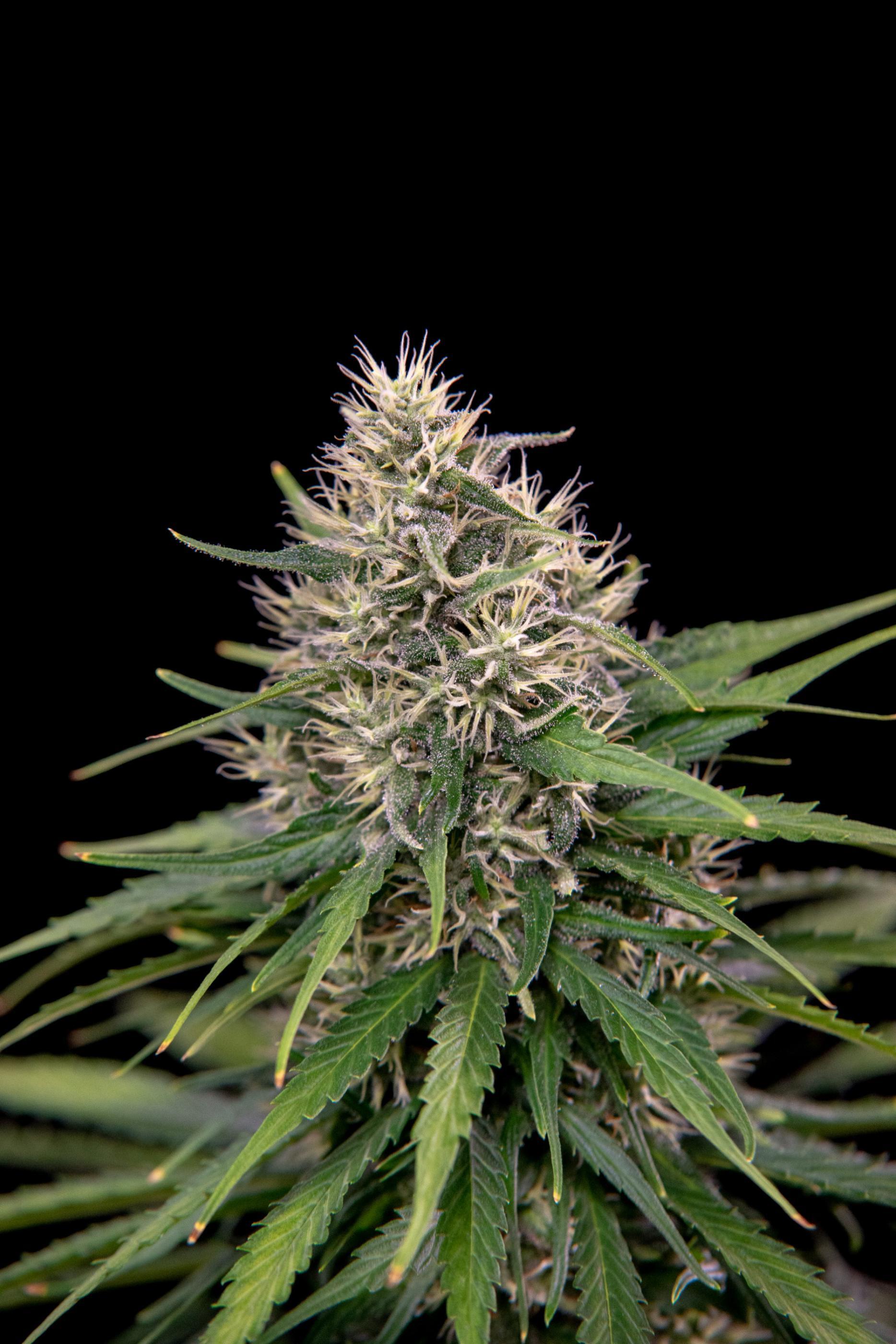 House of the Great Gardener - Jack Eh aka Jack Herer (fem.)
