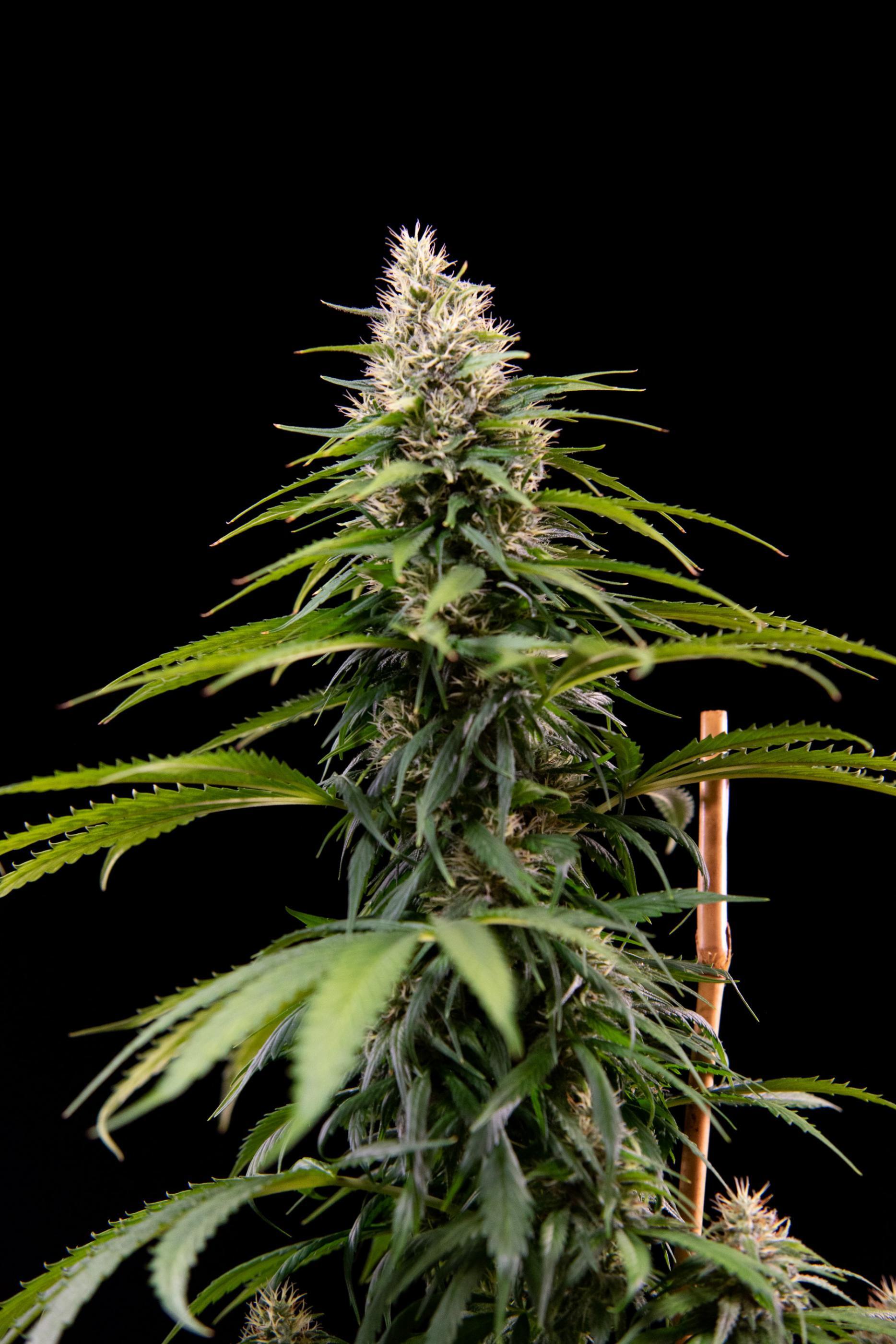 House of the Great Gardener - Jack Eh aka Jack Herer (fem.)