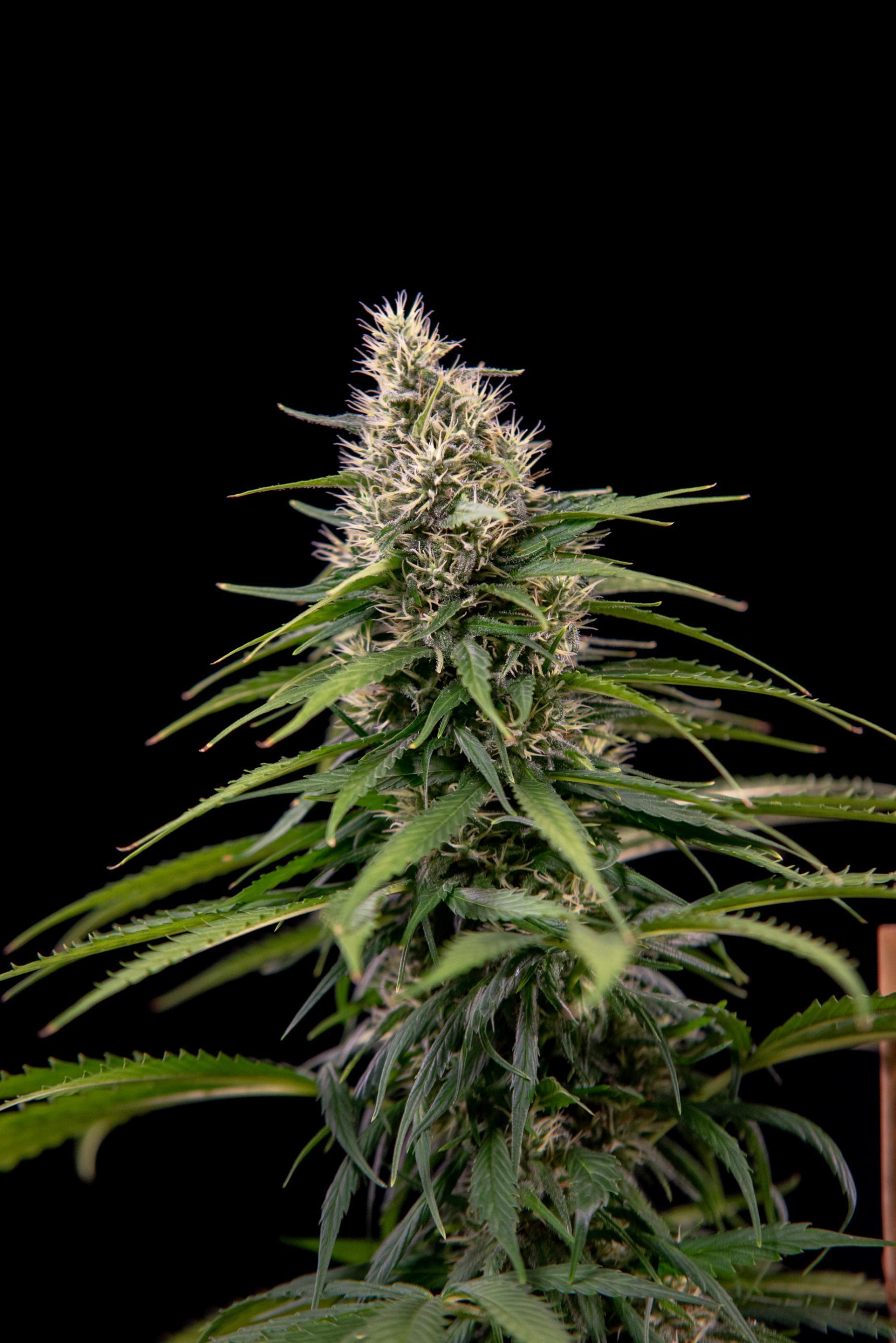 House of the Great Gardener - Jack Eh aka Jack Herer (fem.)