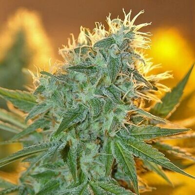 House of the Great Gardener - Jean Guy (fem.) 07883